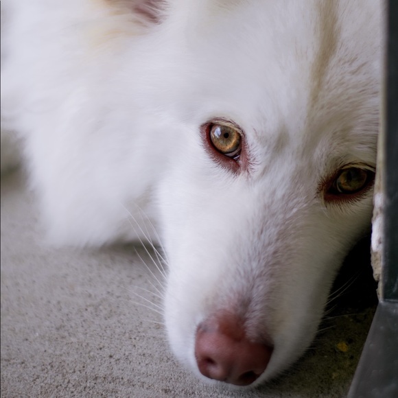 Meet your Posher, Toai - Picture 1 of 1